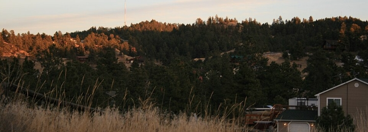 Wooded hillside with pine trees, dry grass, and homes illuminated by warm evening sunlight.